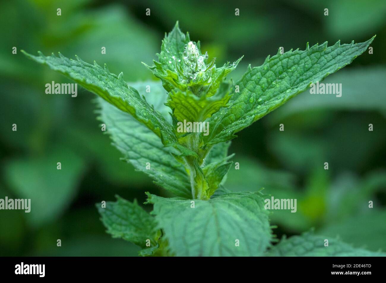 Duftende Minze (Mentha spicata) Kultiviert im Landhausgarten für Lebensmittel und medizinische Zwecke Stockfoto