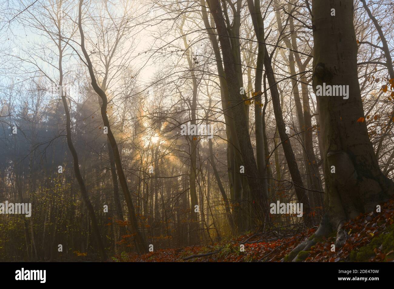 Goldene Sonnenstrahlen leuchten durch einen Mischwald an einem nebeligen Morgen im Herbst oder Winter, Naturlandschaft, ausgewählter Fokus Stockfoto