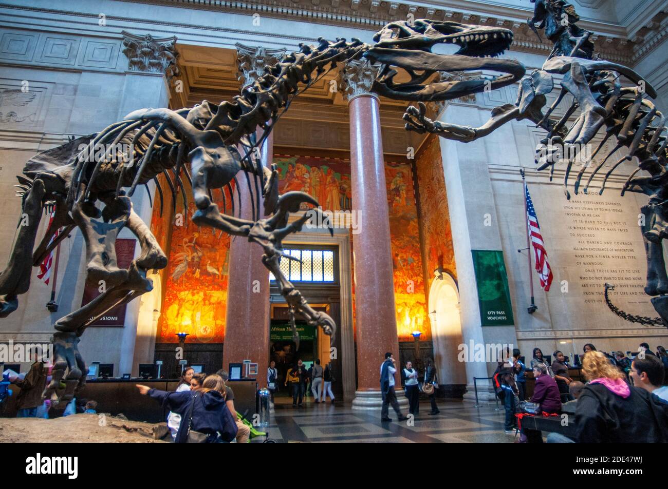Dinosaurier Skelett Ausstellungen in der Haupthalle des amerikanischen Museums über Naturgeschichte in Manhattan, New York Stockfoto