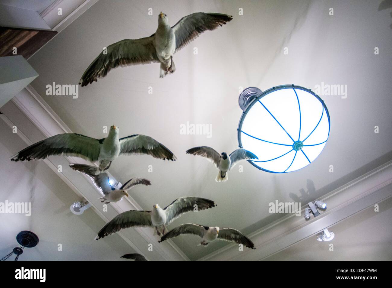 Die Möwen werden im Museum of Natural History in New Yorks Upper West Side-Nachbarschaft ausgestellt, neben dem Central Park, New York, USA. Stockfoto