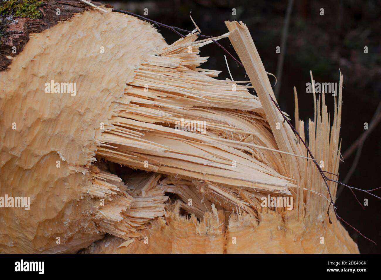 Nahaufnahme eines vom Biber zerbissenen Baumes, Biberzähne an Baumstämmen, niedriger Freiheitsgrad, natürlicher Gackground Stockfoto
