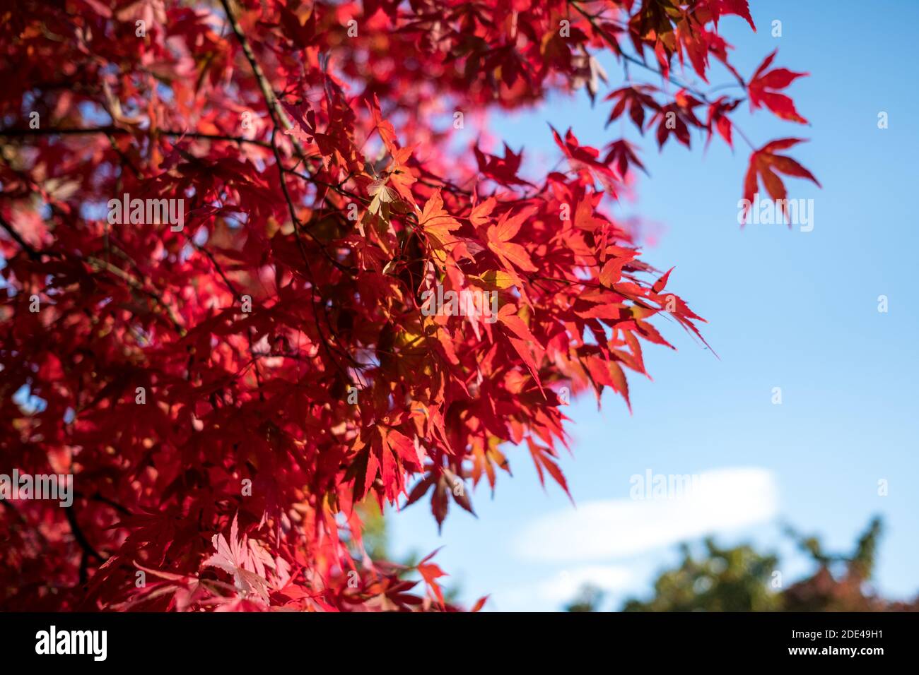Der Berg Takao in Tokio ist ein herrlicher Ort, um während der Herbstsaison zu sehen, die Blätter variieren in den Farben und bieten viel Natur und Wandern. Stockfoto