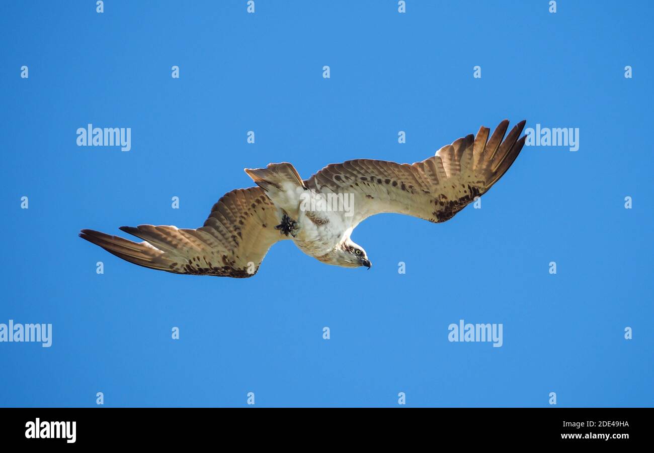 Hier seht ihr euch an, Ein großer Fischadler, Flügel, die über dem Ozean schweben und nach Mittagessen suchen, blauer Himmel, Australien Stockfoto