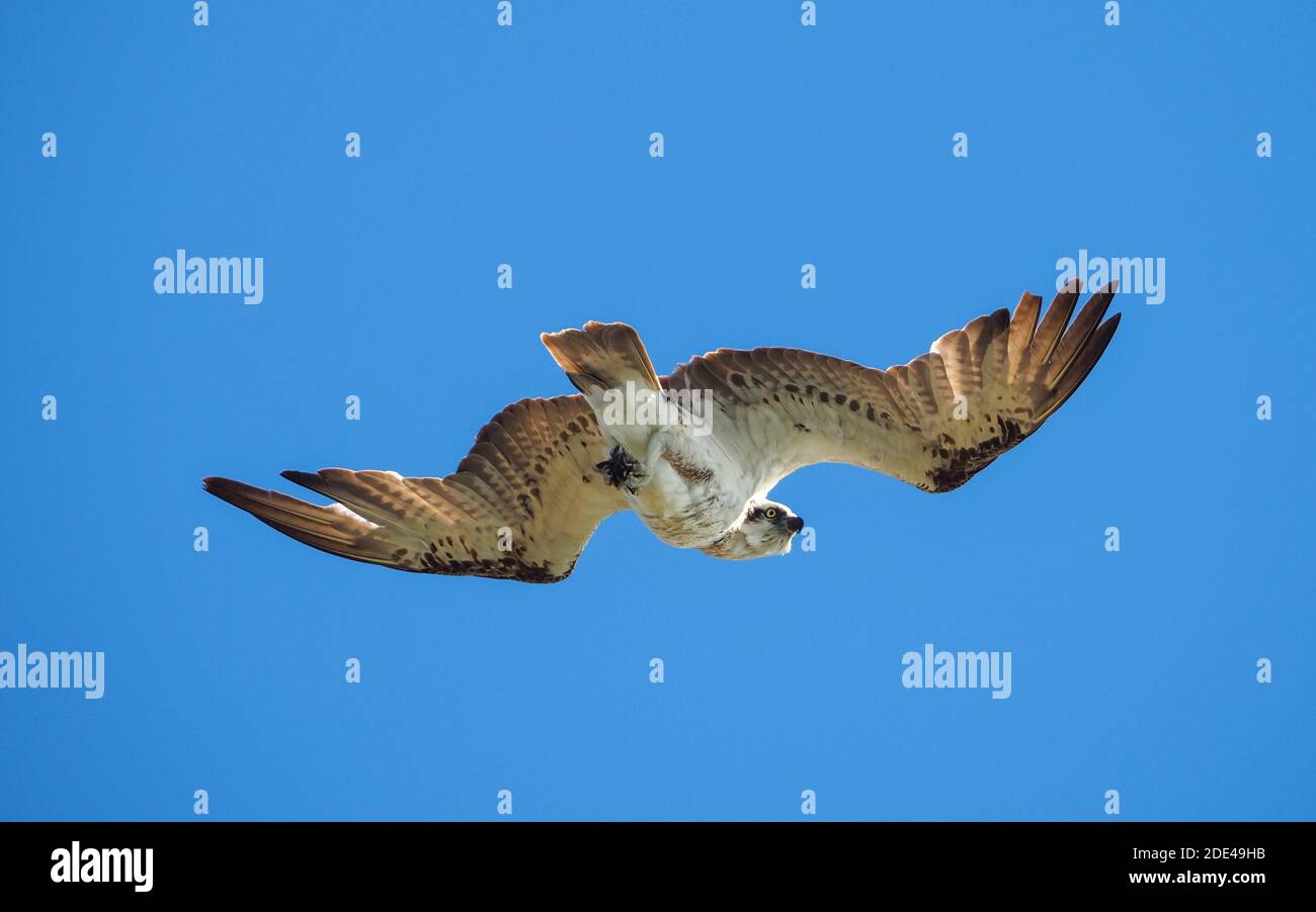 Hier sehen Sie einen großen Fischadler, einen Greifvogel, ausgebreitete Flügel, der über dem Ozean schwebt und nach einem Mittagessen sucht, NSW Coast Australia Stockfoto