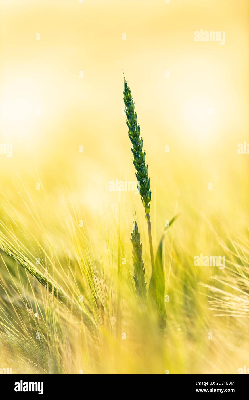 Weizenohren (Triticum) im Gerstenfeld, Baden-Württemberg, Deutschland Stockfoto