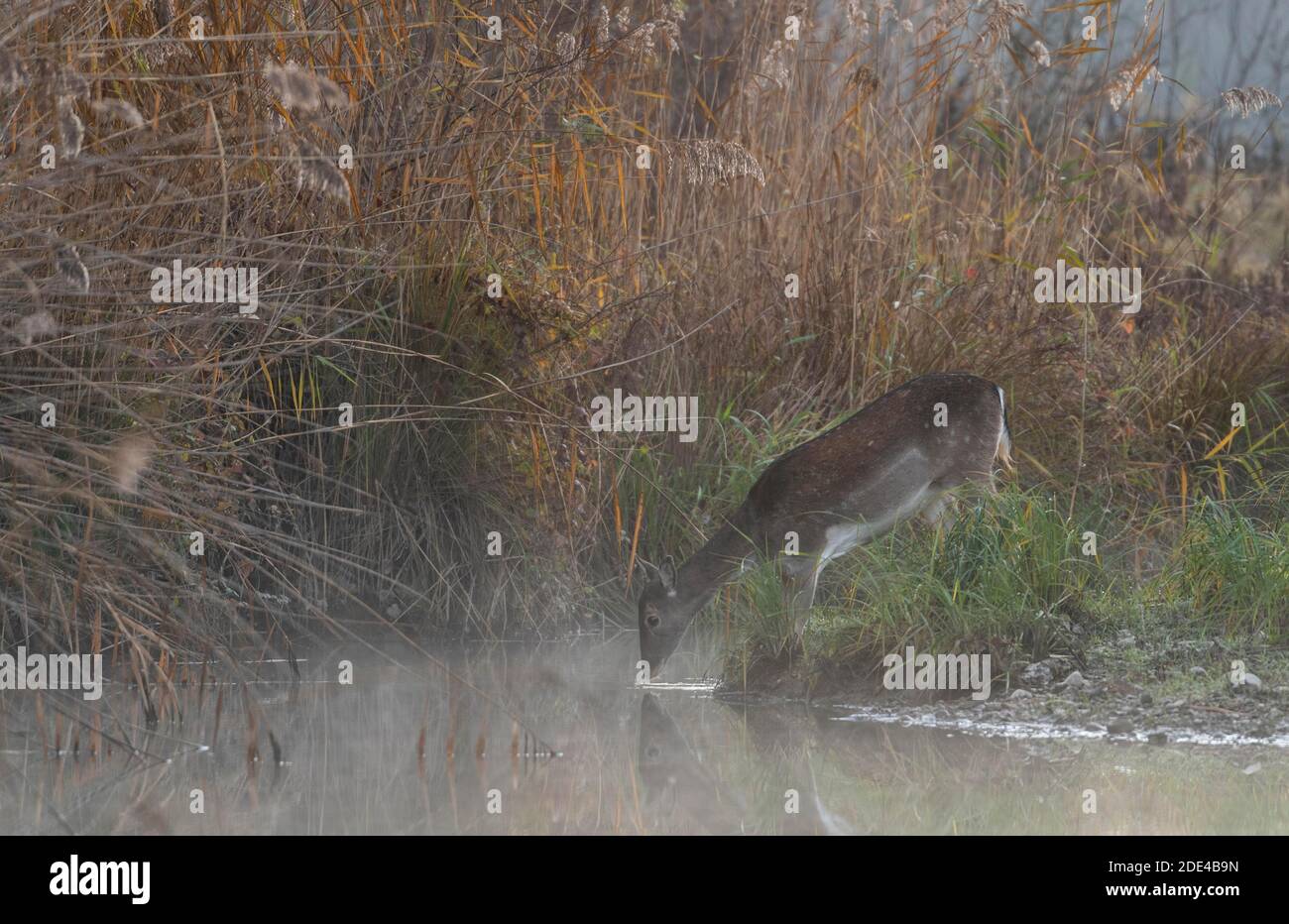Damwild Kuh (Dama dama), leichter Nebel, Trinkwasser, Donauauen, Niederösterreich, Österreich Stockfoto