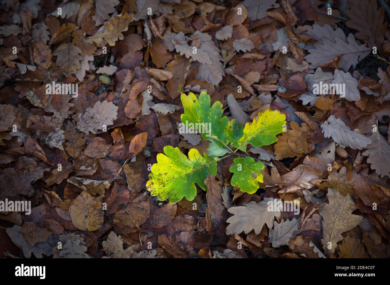 Symbolisches Bild von Leben und Tod, junge Eiche, wächst inmitten gefallener Eichenblätter (Quercus) Tübingen, Baden-Württemberg, Deutschland Stockfoto