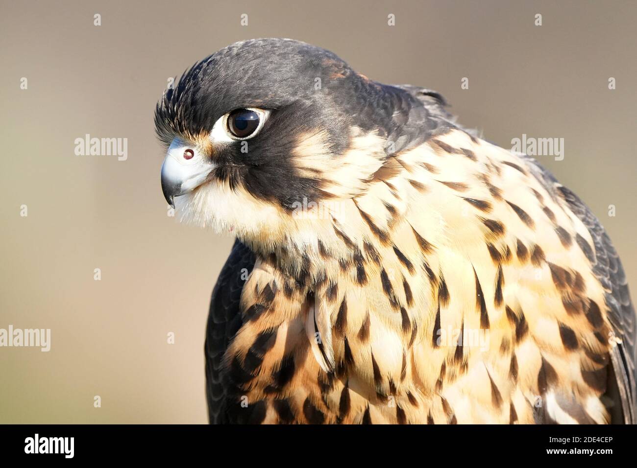 Wanderfalke kreuzen in Flugdemos Stockfoto