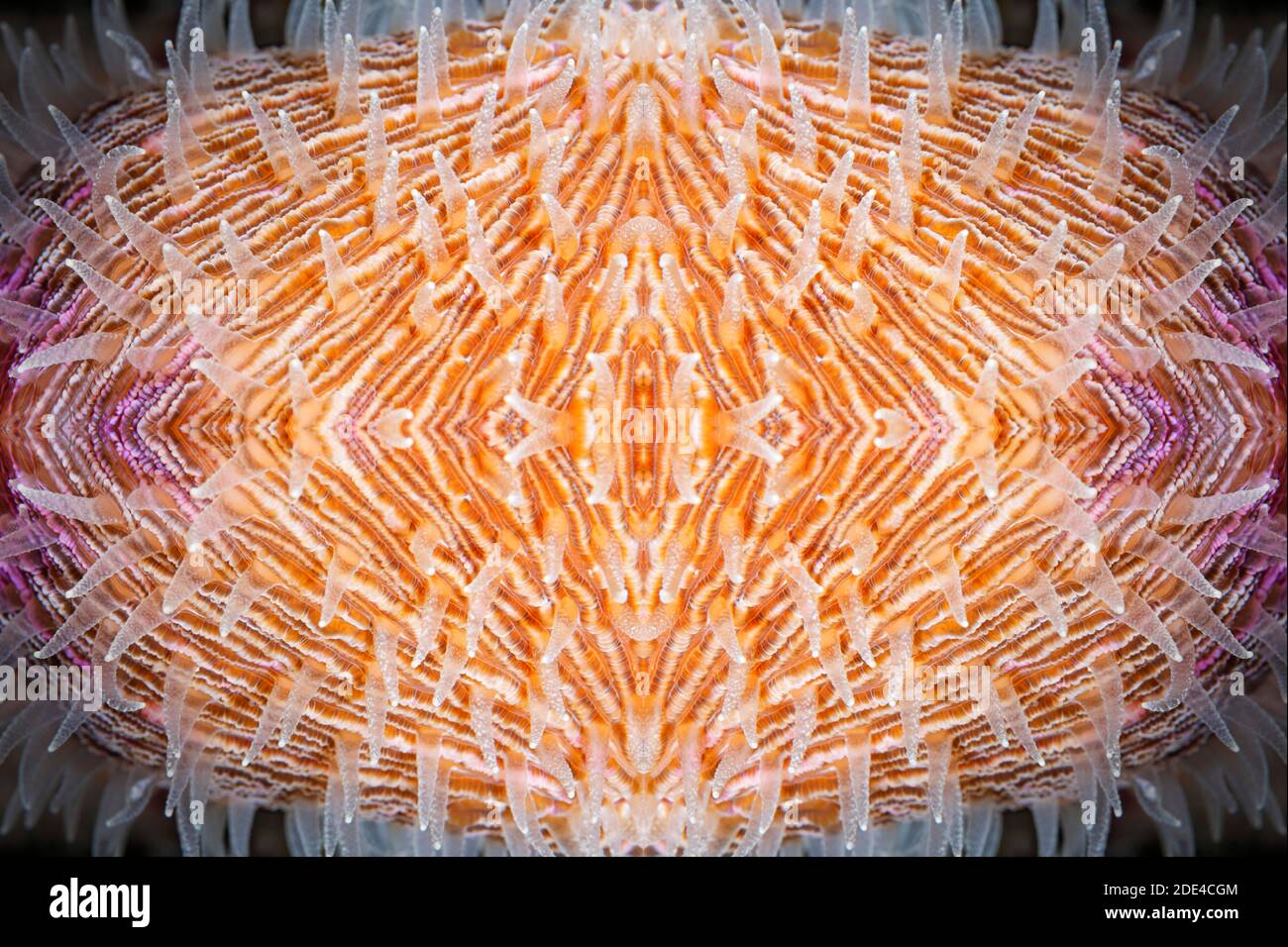 FOTOMONTAGE, Pilzkoralle (Fungia) mit Korallenpolypen, Grafikdetail, Great Barrier Reef, UNESCO Welterbe, Australien Stockfoto