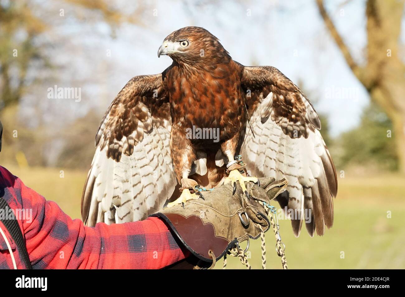 Rotschwanzhawk braun morph Stockfoto