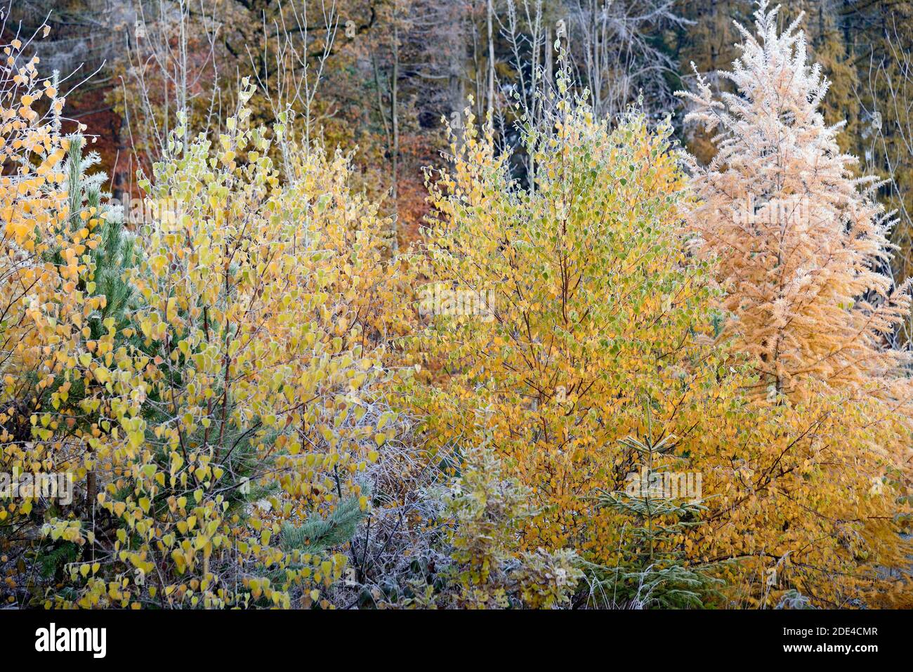 Mischwald im Herbst mit Raureif, Birke (Betula), Lärche (Larix decidua), Fichte (Picea abies) und Kiefer (Pinus), Nordrhein-Westfalen, Deutschland Stockfoto