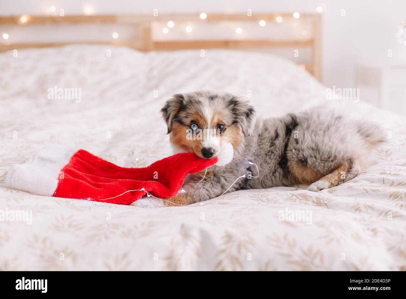 Niedlichen kleinen Hund Haustier auf dem Bett zu Hause mit Weihnachtsmann  Hut in den Mund Zähne liegen. Weihnachtsfeierlichkeiten zum Neujahrsfest.  Liebenswert lustige Miniatur australischen Stockfotografie - Alamy