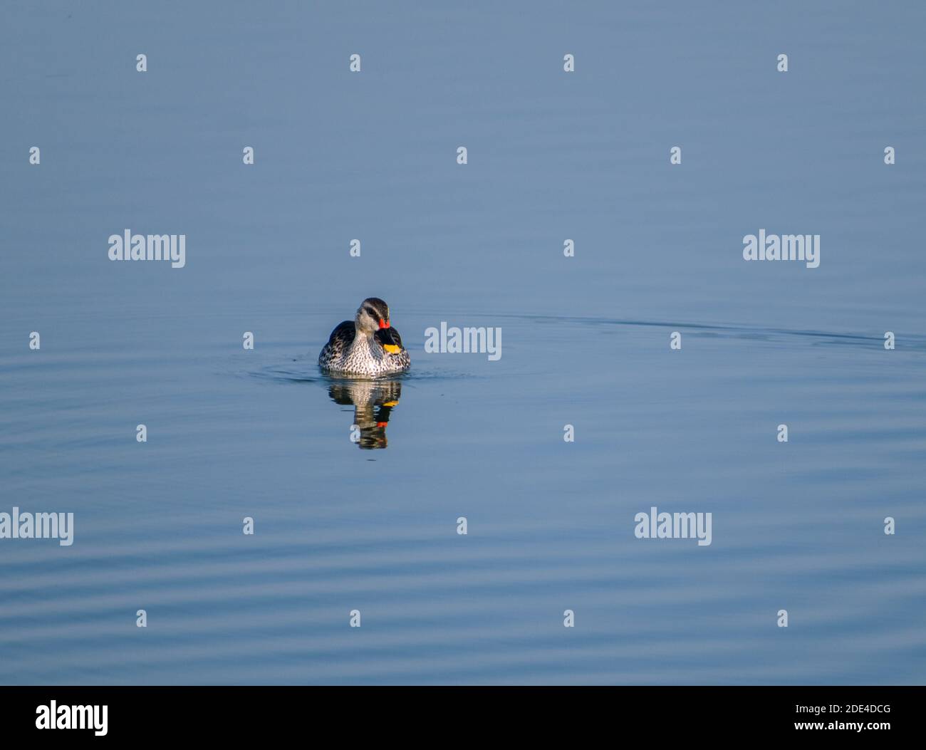 Sehen Sie Fakturierte Ente schwimmen auf der Oberfläche des Wassers in see Stockfoto