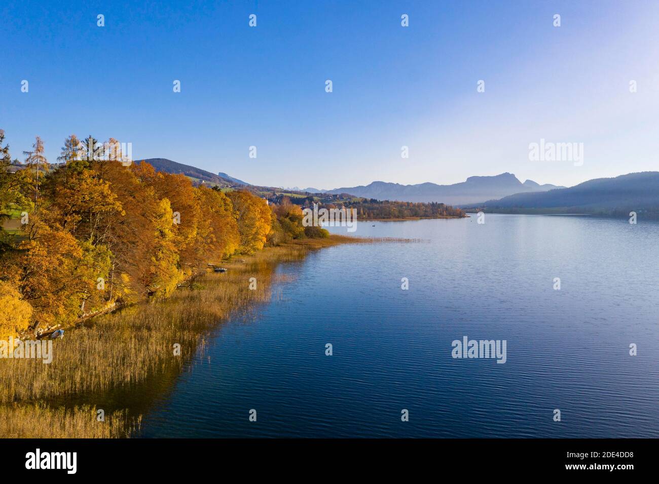 Herbstlich verfärbte Laubbäume am Irrsee mit Blick auf Zell am Moos, Drohnenaufnahme, Luftaufnahme, Salzkammergut, Oberösterreich, Österreich Stockfoto