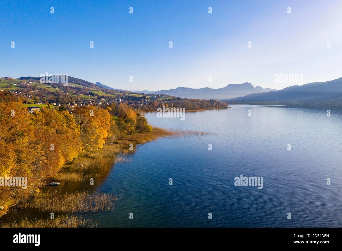 Herbstlich verfärbte Laubbäume am Irrsee mit Blick auf Zell am Moos, Drohnenaufnahme, Luftaufnahme, Salzkammergut, Oberösterreich, Österreich Stockfoto