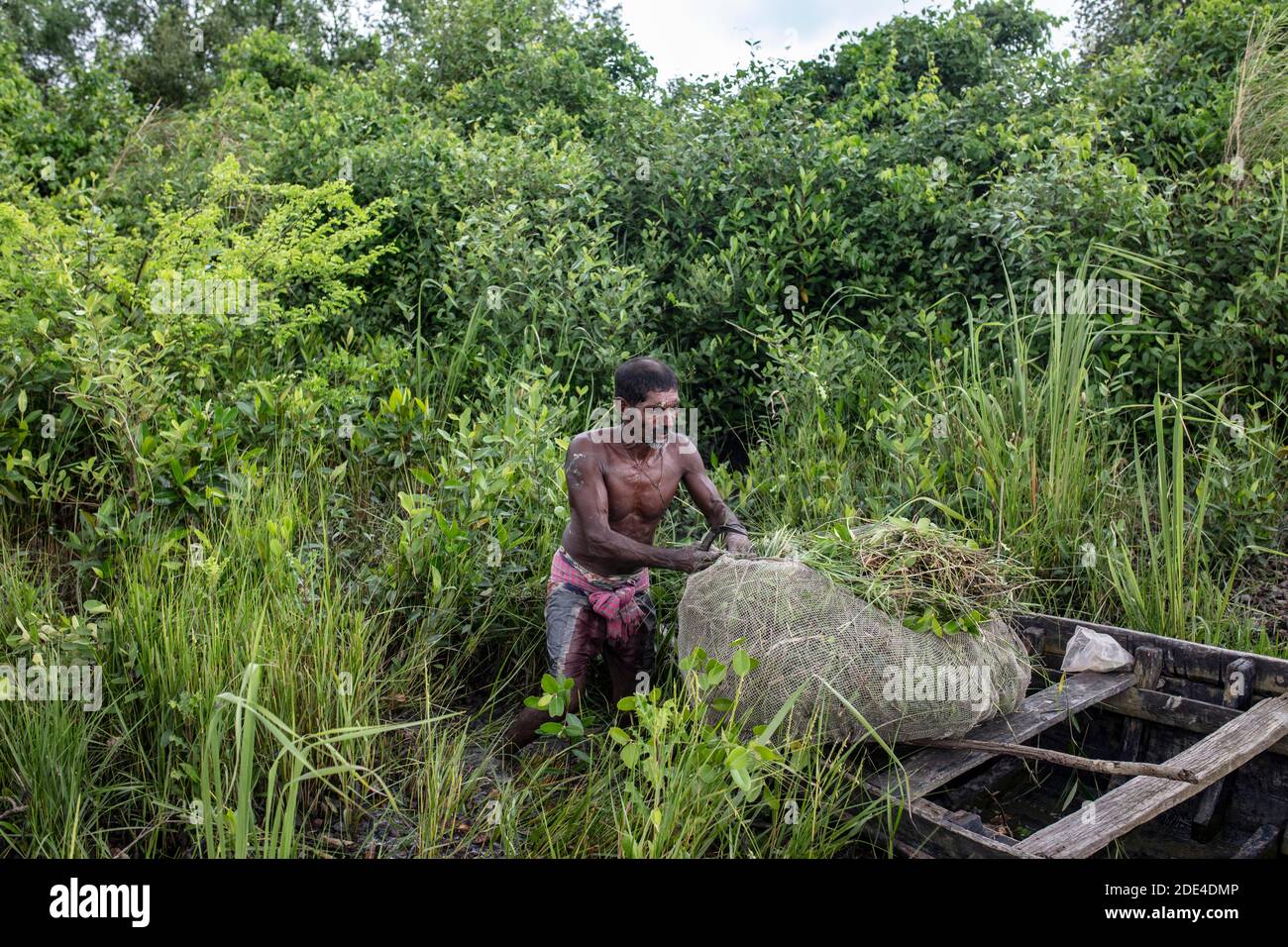 Honigsammler mit seinem Boot sucht er im Dschungel nach Stauden und Blättern, Mongla, Sundarbans, Bangladesch Stockfoto