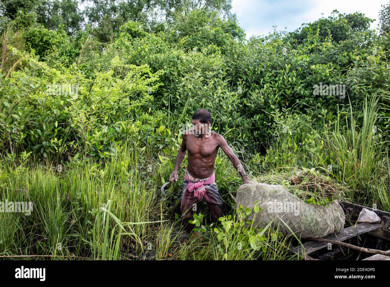 Honigsammler mit seinem Boot sucht er im Dschungel nach Stauden und Blättern, Mongla, Sundarbans, Bangladesch Stockfoto