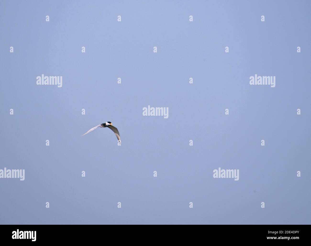 Seeseeschwalbe Vogel fliegt in den Himmel. Stockfoto