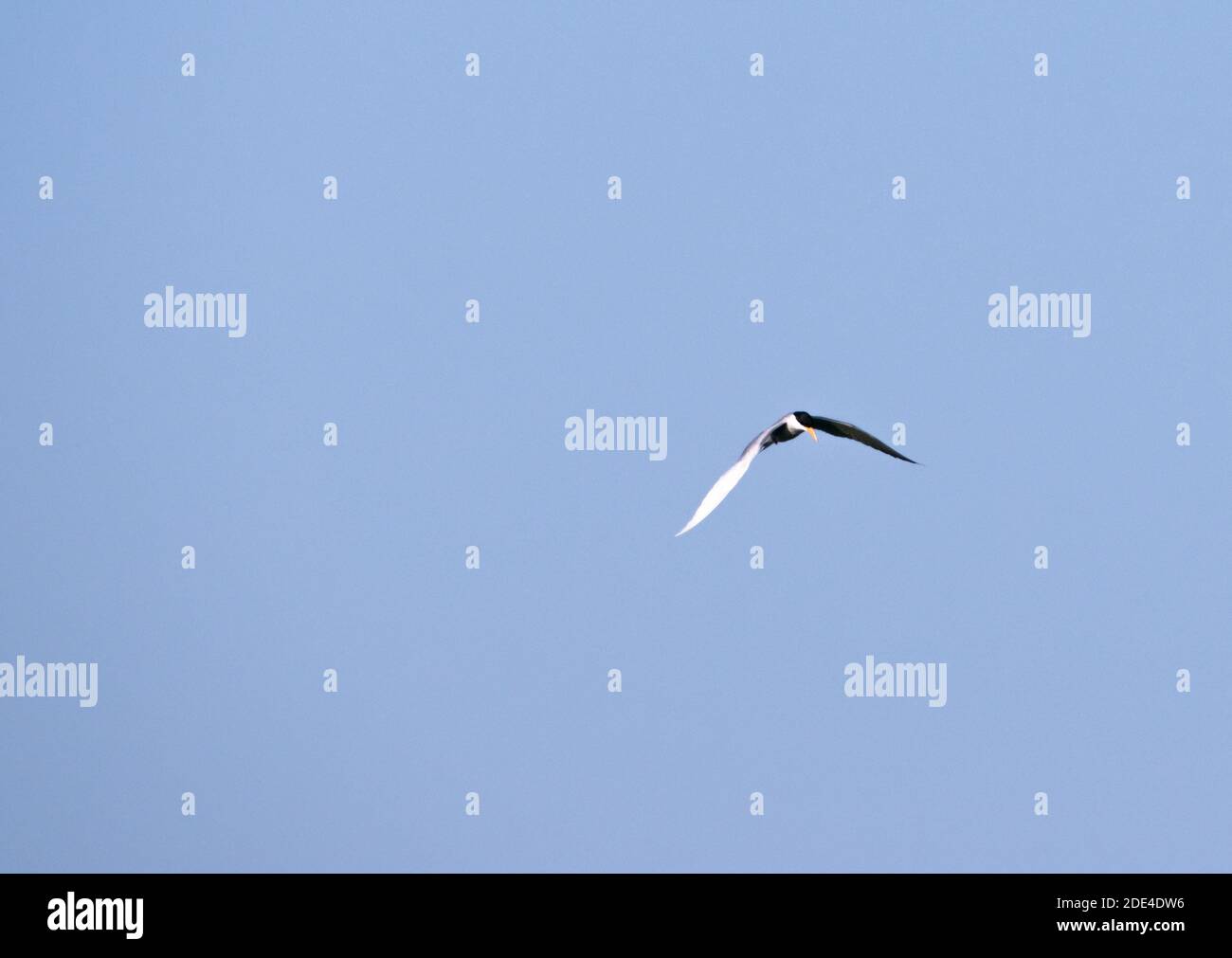 Seeseeschwalbe Vogel fliegt in den Himmel. Stockfoto