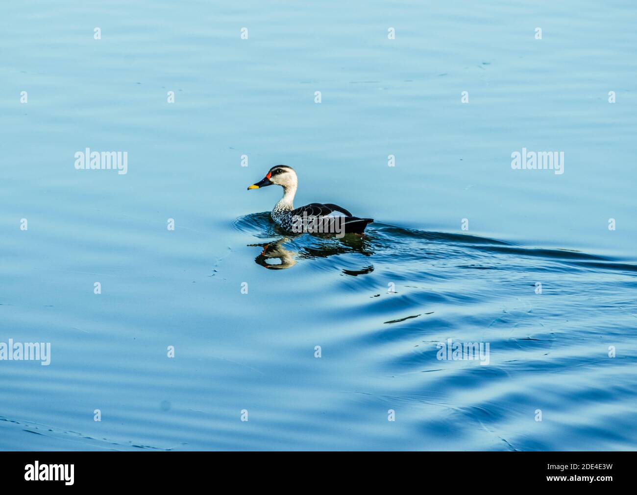 Sehen Sie Fakturierte Ente schwimmen auf der Oberfläche des Wassers in see Stockfoto