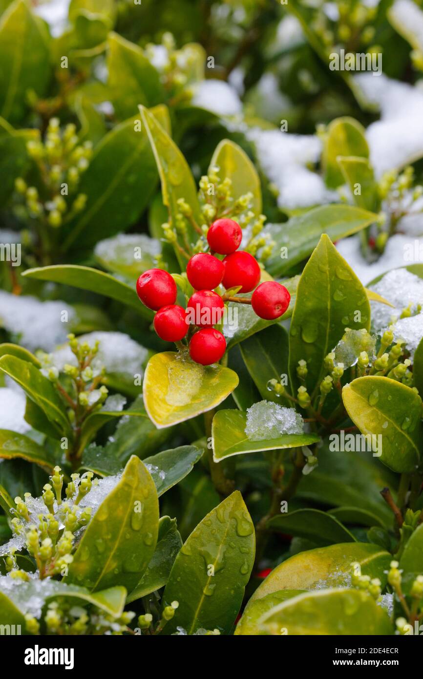 Skimmie, Skimmia japonica reevesiana, Schweiz Stockfoto