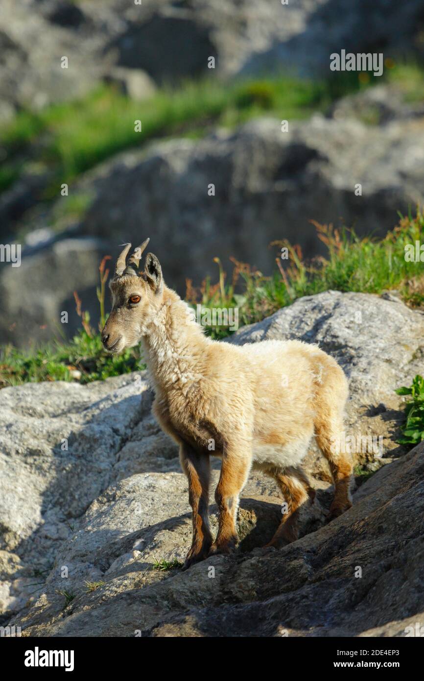 Steinbock, Jungtier, Capra Steinbock, Gotthardpass, Tessin, Schweiz Stockfoto