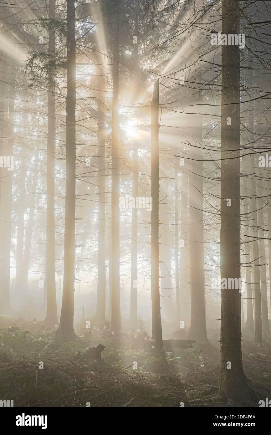 Wald mit Nebelschwaden, Schwyz, Schweiz Stockfoto