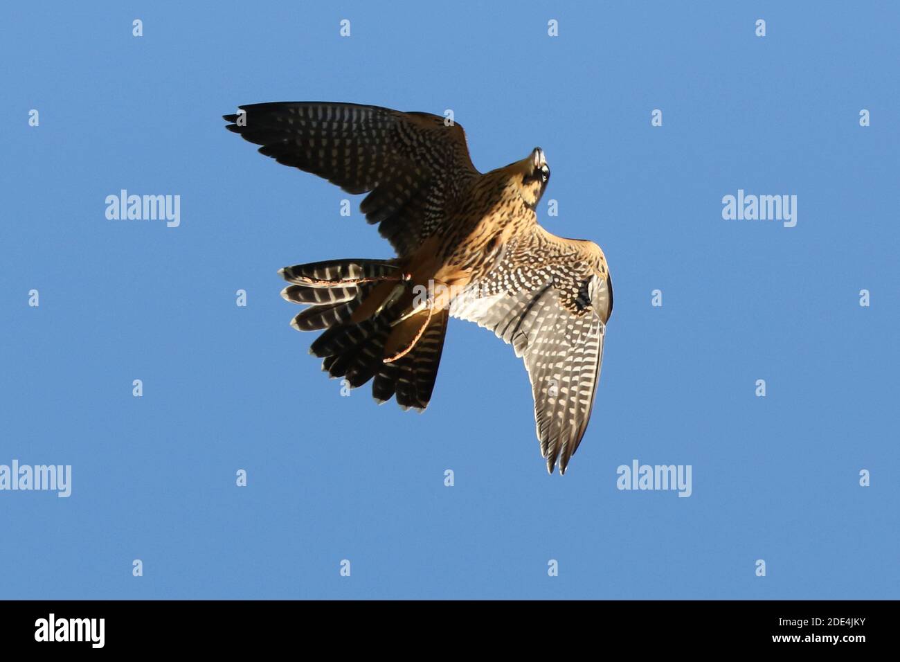 Wanderfalke kreuzen in Flugdemos Stockfoto