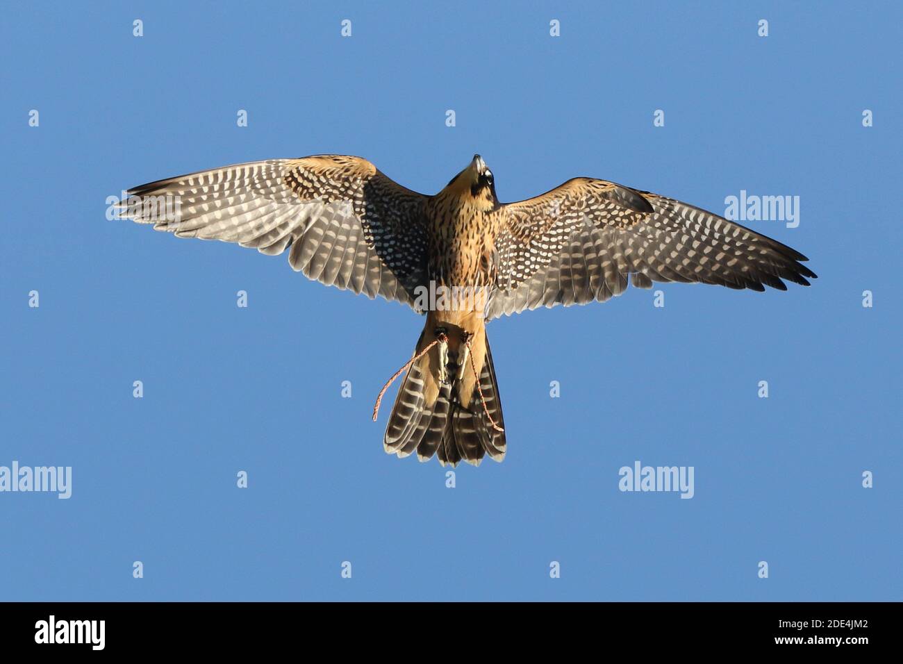 Wanderfalke kreuzen in Flugdemos Stockfoto
