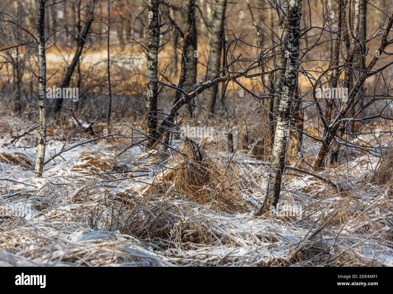 Feuchtgebiet nach einem Eissturm im nördlichen Wisconsin. Stockfoto