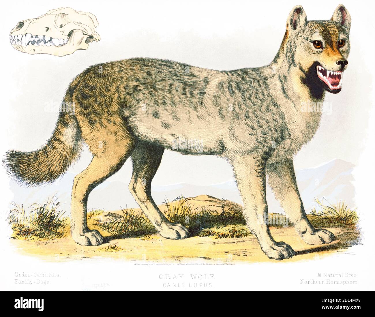 Drucken zeigt eine Ansicht von der rechten Seite des "grauen Wolf", volle Länge, stehend, mit dem Kopf leicht nach rechts gedreht, zeigt auch ein Schädel Stockfoto
