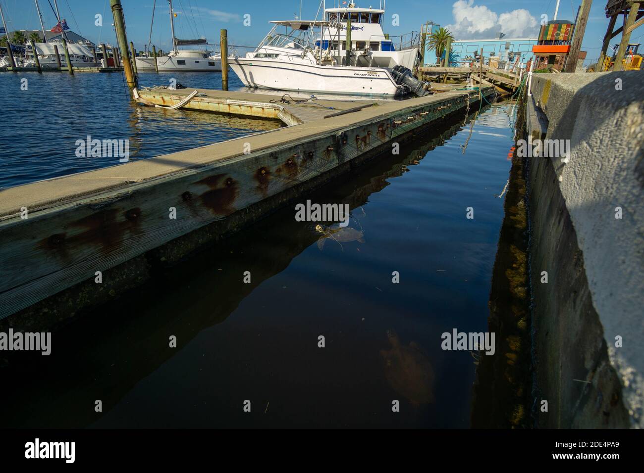 Ein Paar junger grüner Meeresschildkröten gesellt sich während der Nahrungssuche in einer Florida Marina. Stockfoto