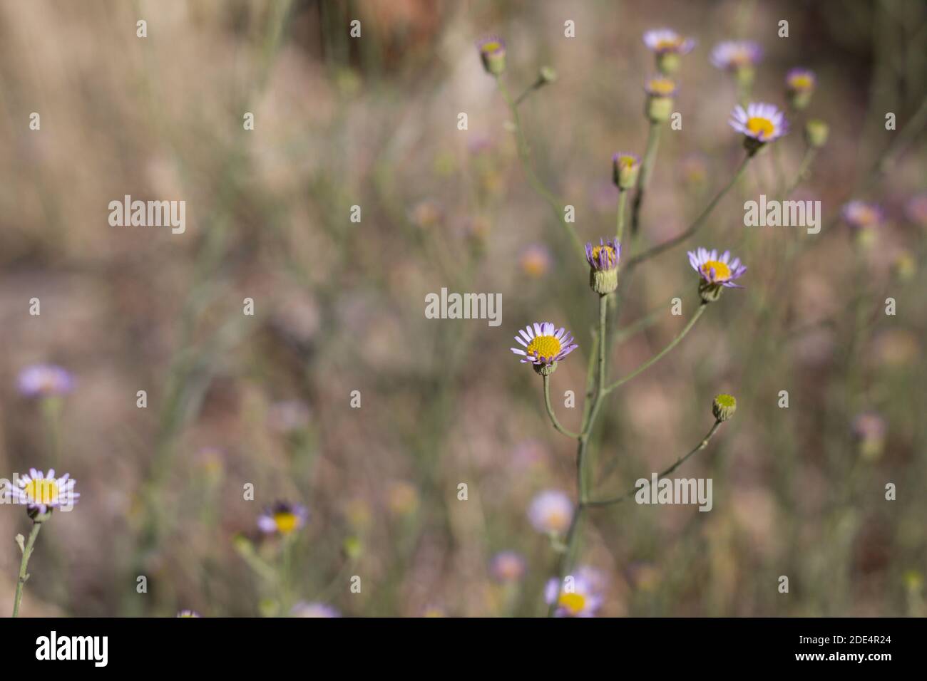 Kopf Blütenstände, Verbreitung Fleabane, Erigeron divergens, Asteraceae, native mehrjährige Kraut, San Bernardino Mountains, Transverse Ranges, Sommer. Stockfoto