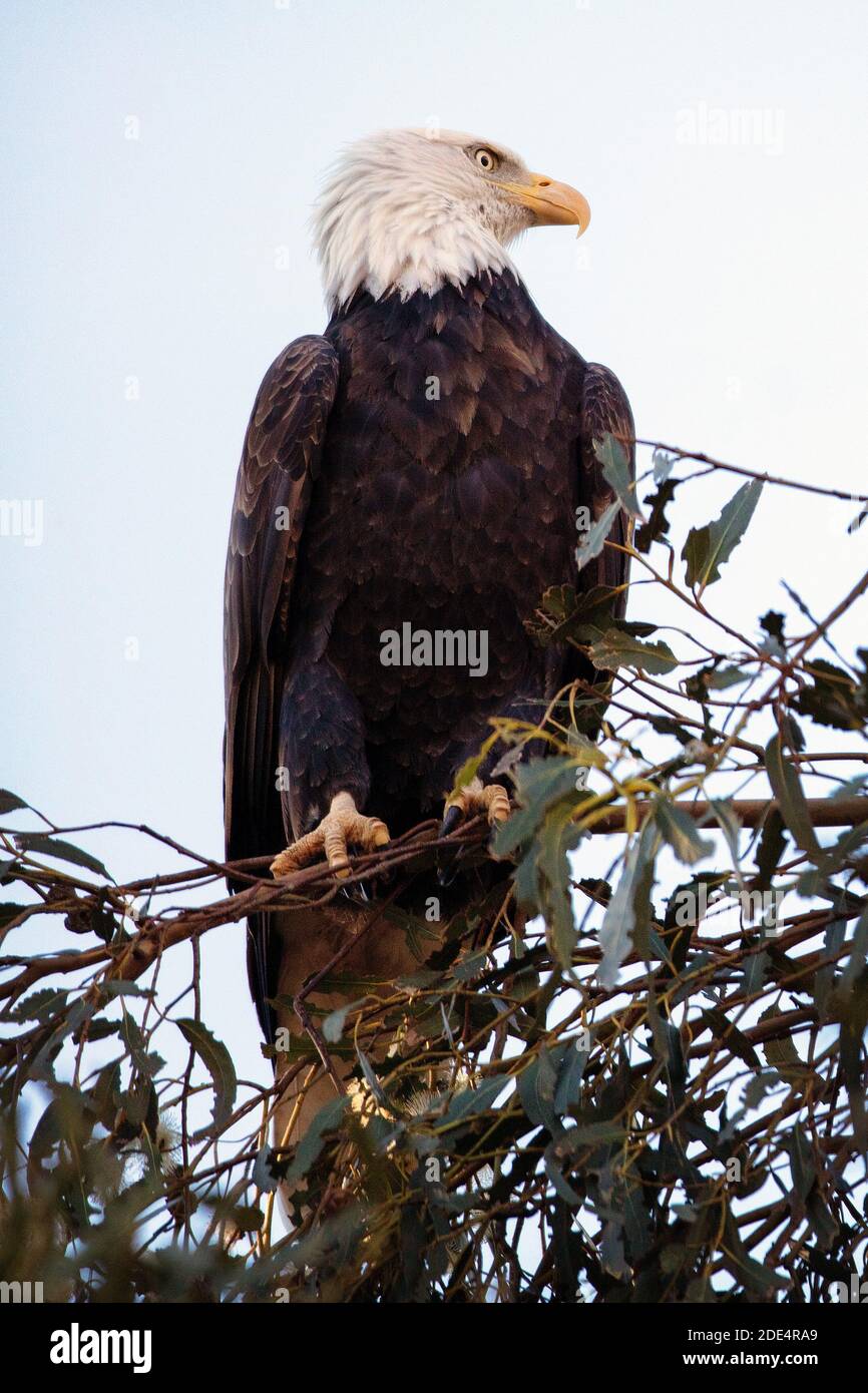 Ein kahler Adler (Haliaeetus leucocephalus) im Ed Levin County Park in Milpitas, Kalifornien Stockfoto