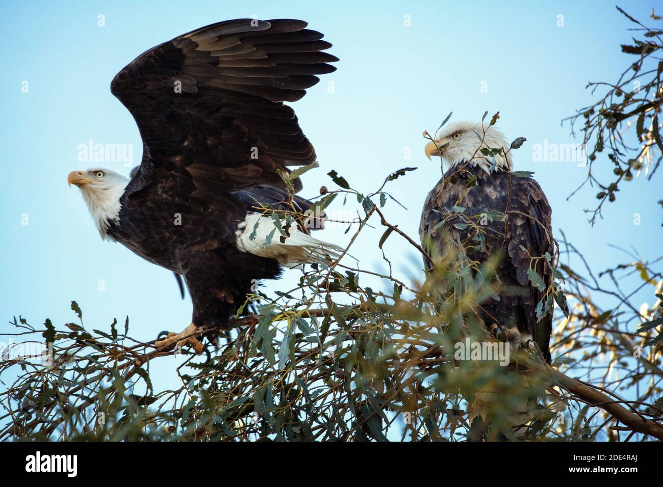 Ein Paar kahle Adler (Haliaeetus leucocephalus) im Ed Levin County Park in Milpitas, Kalifornien Stockfoto