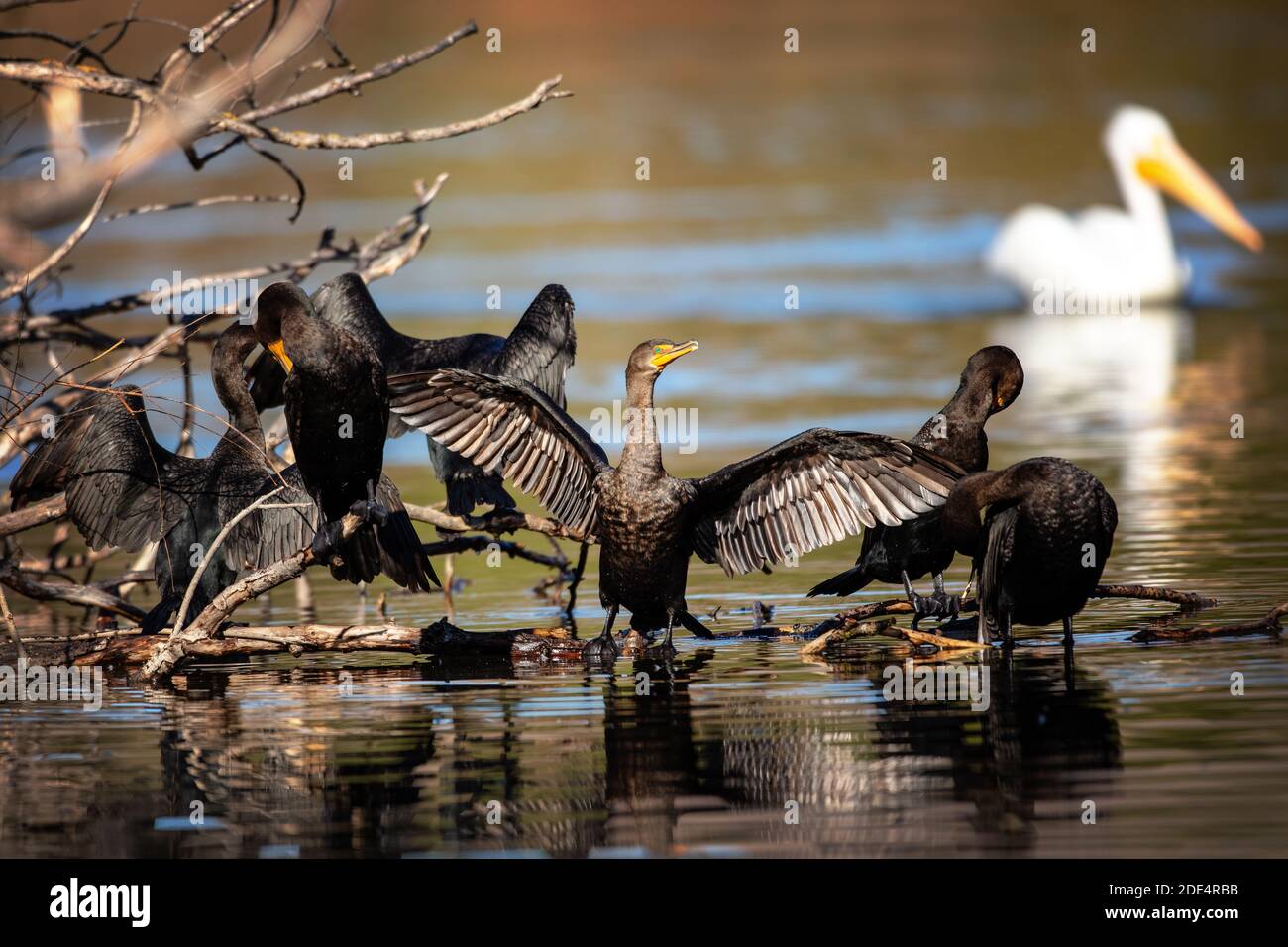Sechs Kormorane mit Doppelcresten (Phalacrocorax auritus) im Ed Levin County Park, Milpitas, Kalifornien. Im Hintergrund ein amerikanischer weißer Pelikan Stockfoto