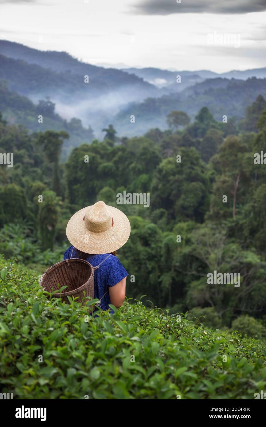 asiatische Farmerin im Tribal-Kostüm-Stil tragen gewebten Korb Herkunft Lifestyle auf Hochland Teeplantage schöne Lage des Nordens Thailand Stockfoto