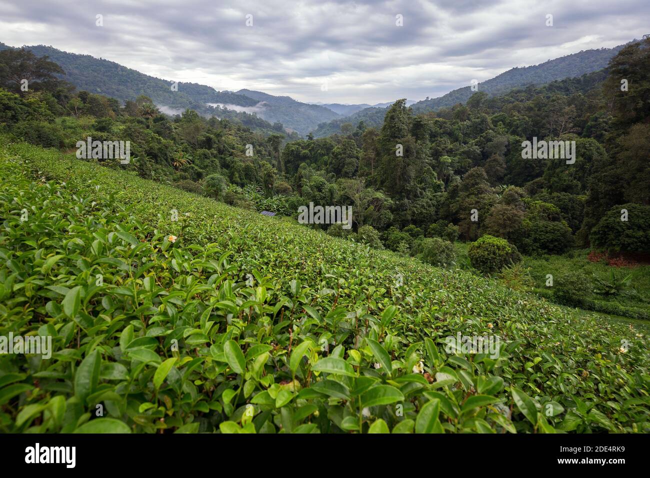 Morgennebel auf hohen Berg Komplex von Teeplantagen Landschaft Stockfoto