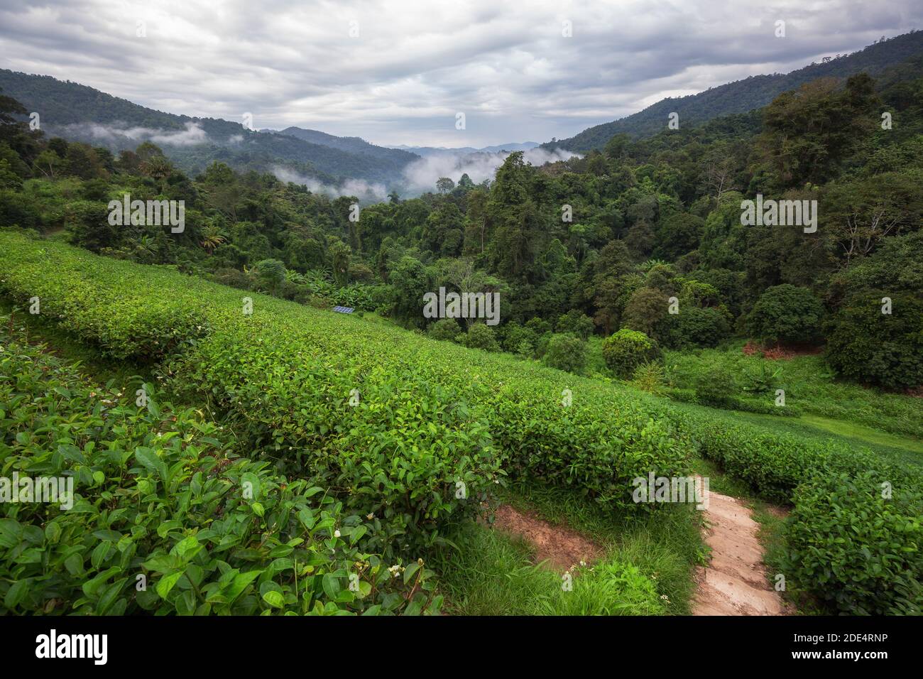 Morgennebel auf hohen Berg Komplex von Teeplantagen Landschaft Stockfoto