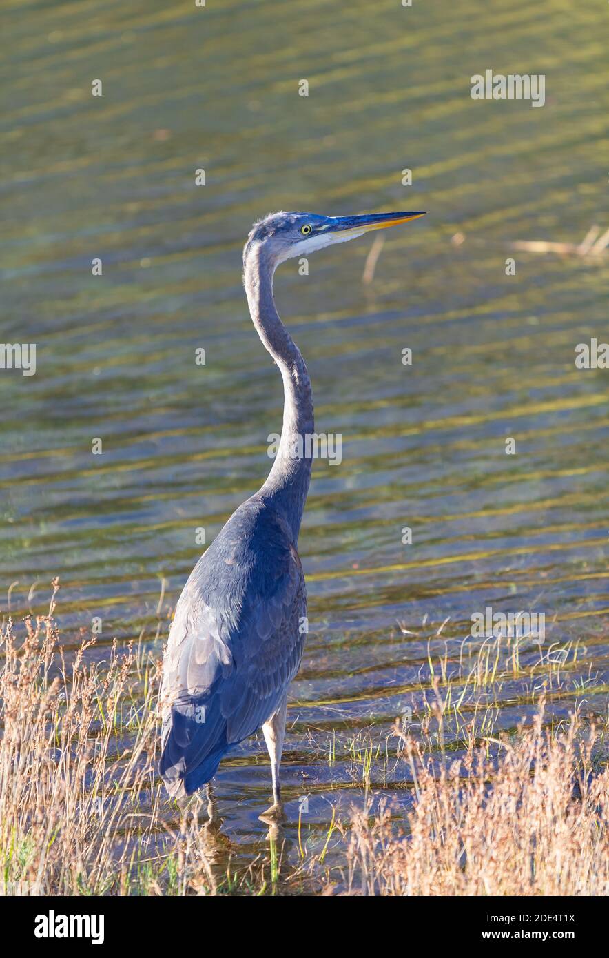 Großer blauer Reiher Vogel, der im Wasser steht. Selektiver Fokus, Nahaufnahme. Stockfoto