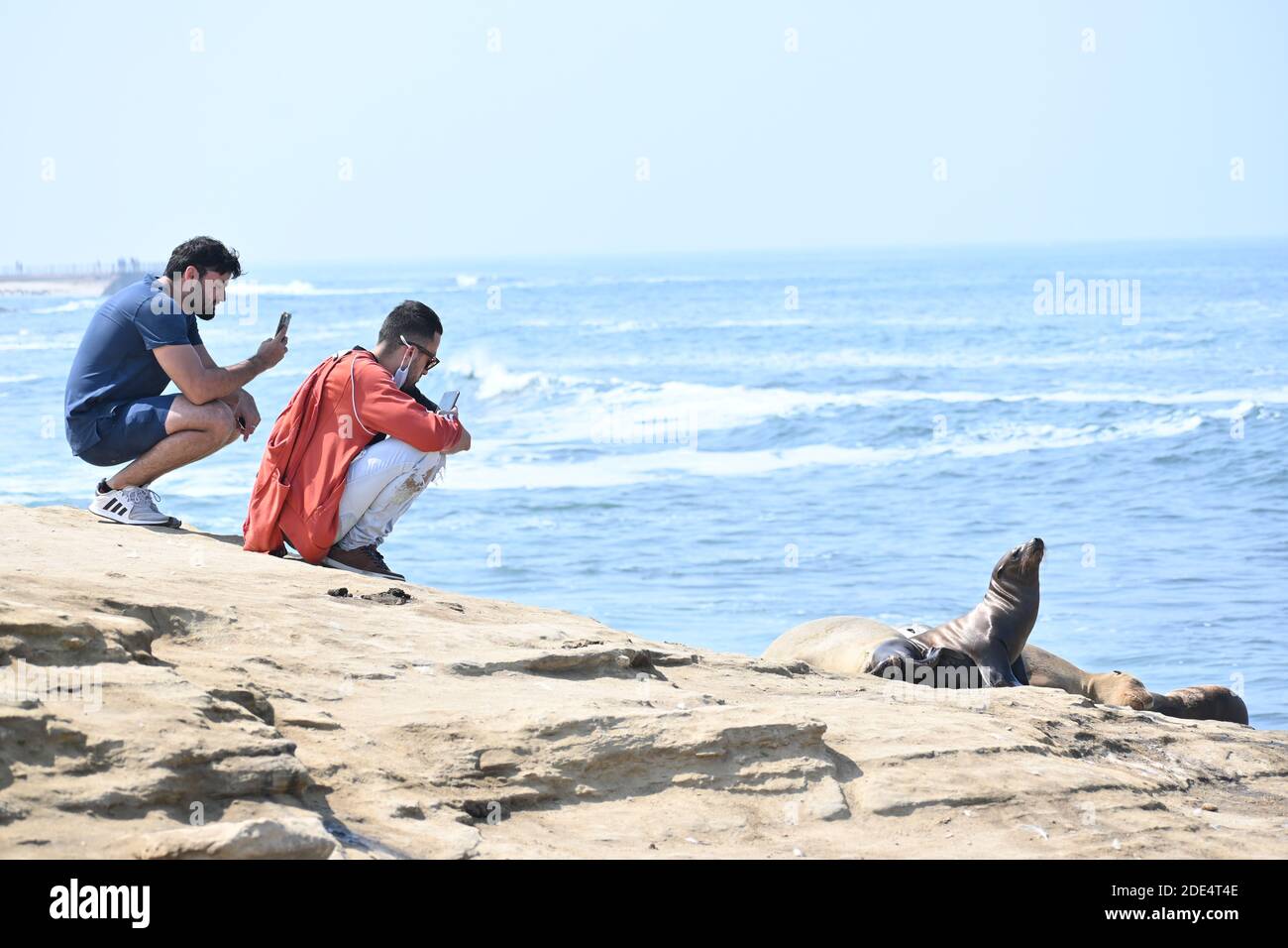 San Diego CA USA 10-04-2020 Touristen fotografieren einen Seehund am Strand Stockfoto