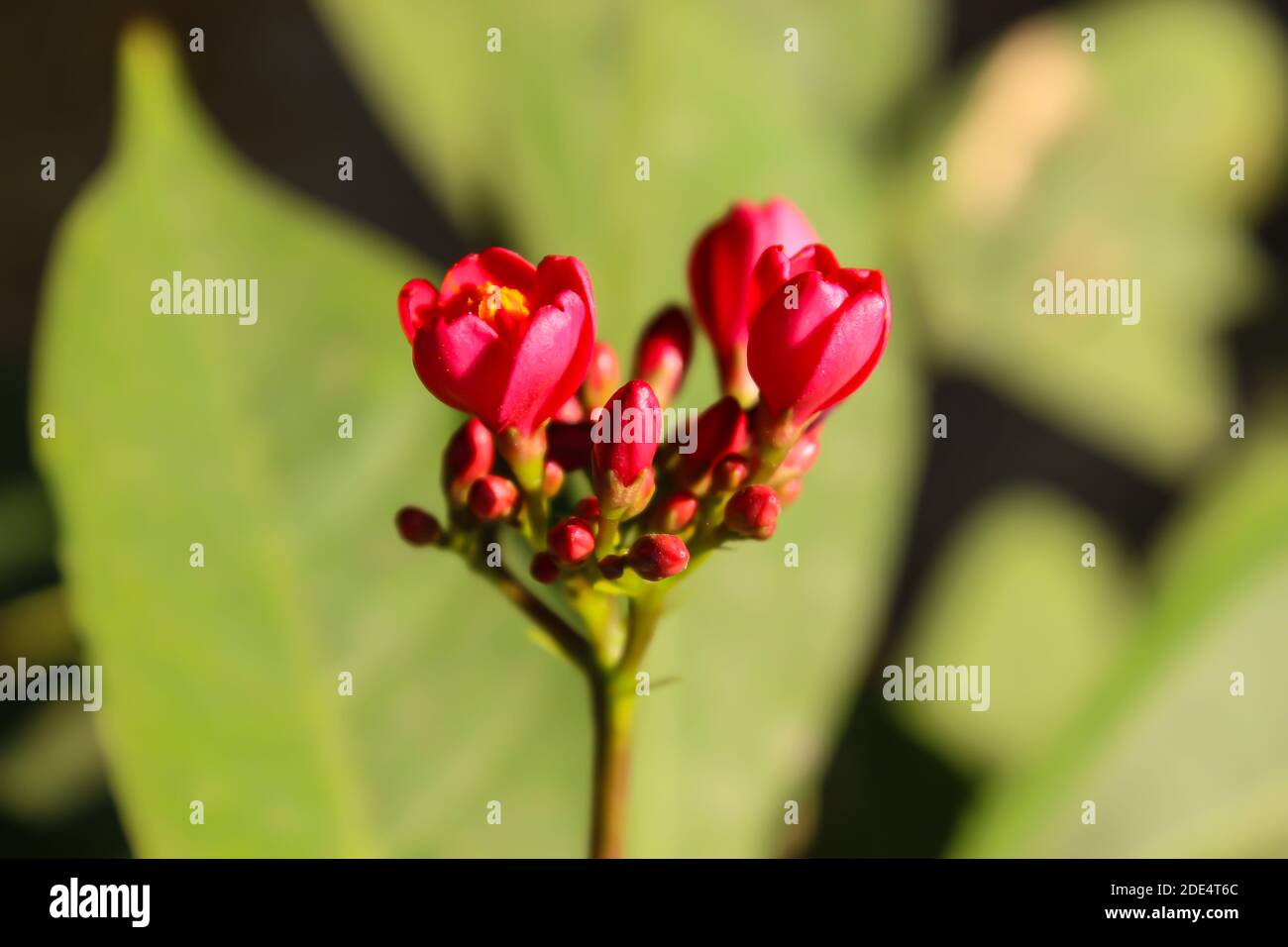 Ein Blumenbild mit unscharfem Hintergrund Stockfoto