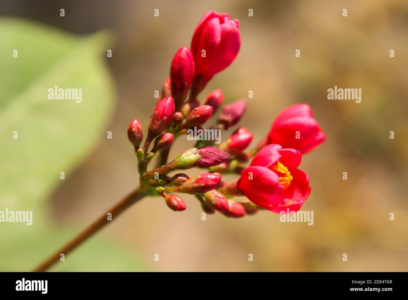 Ein Blumenbild mit unscharfem Hintergrund Stockfoto