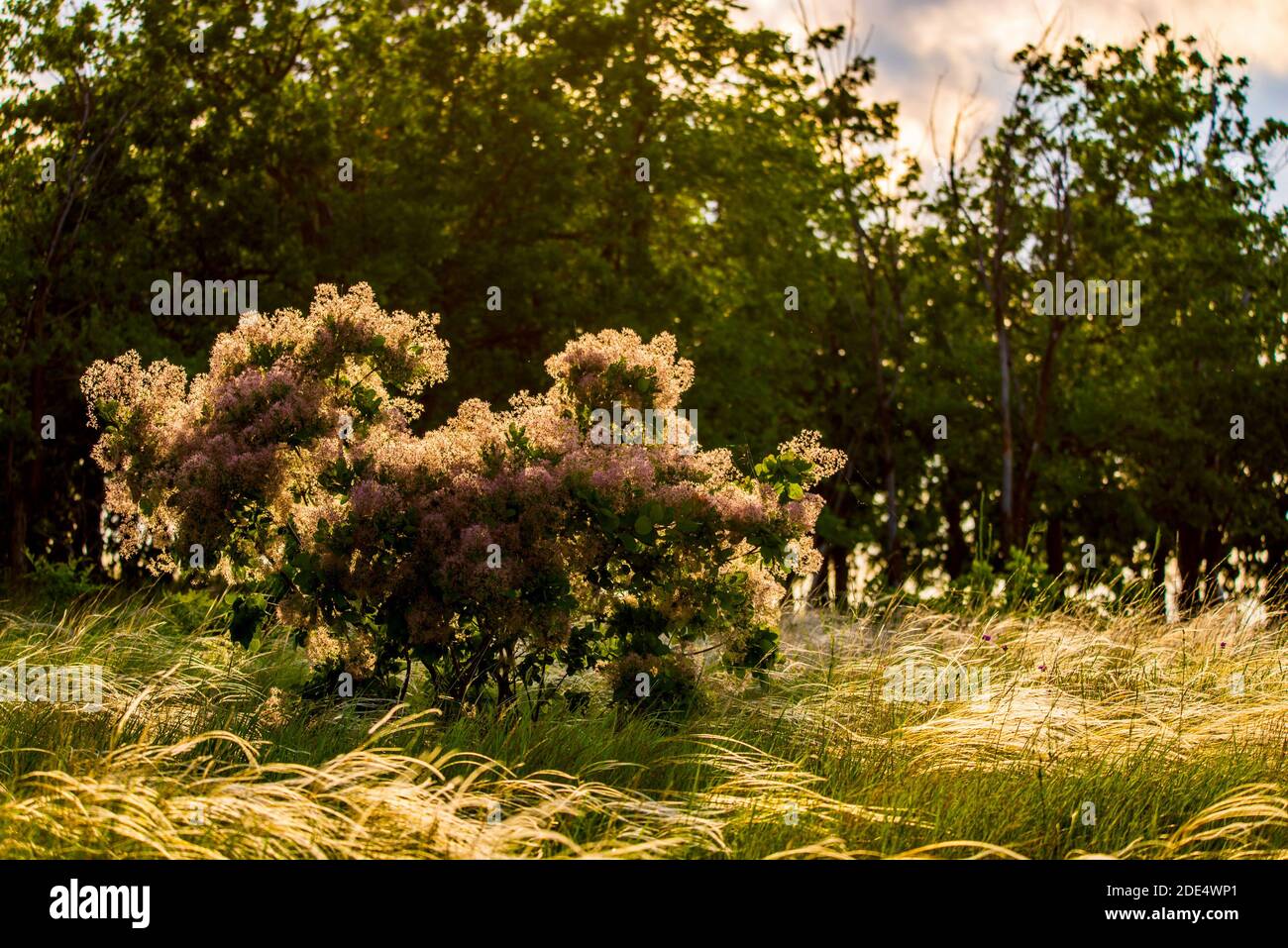 Europäische Smoketree blüht. Cotinus coggygria oder rhus cotinus Pflanze mit Blüte. Goldenes Sonnenlicht in der Dämmerung. Stockfoto