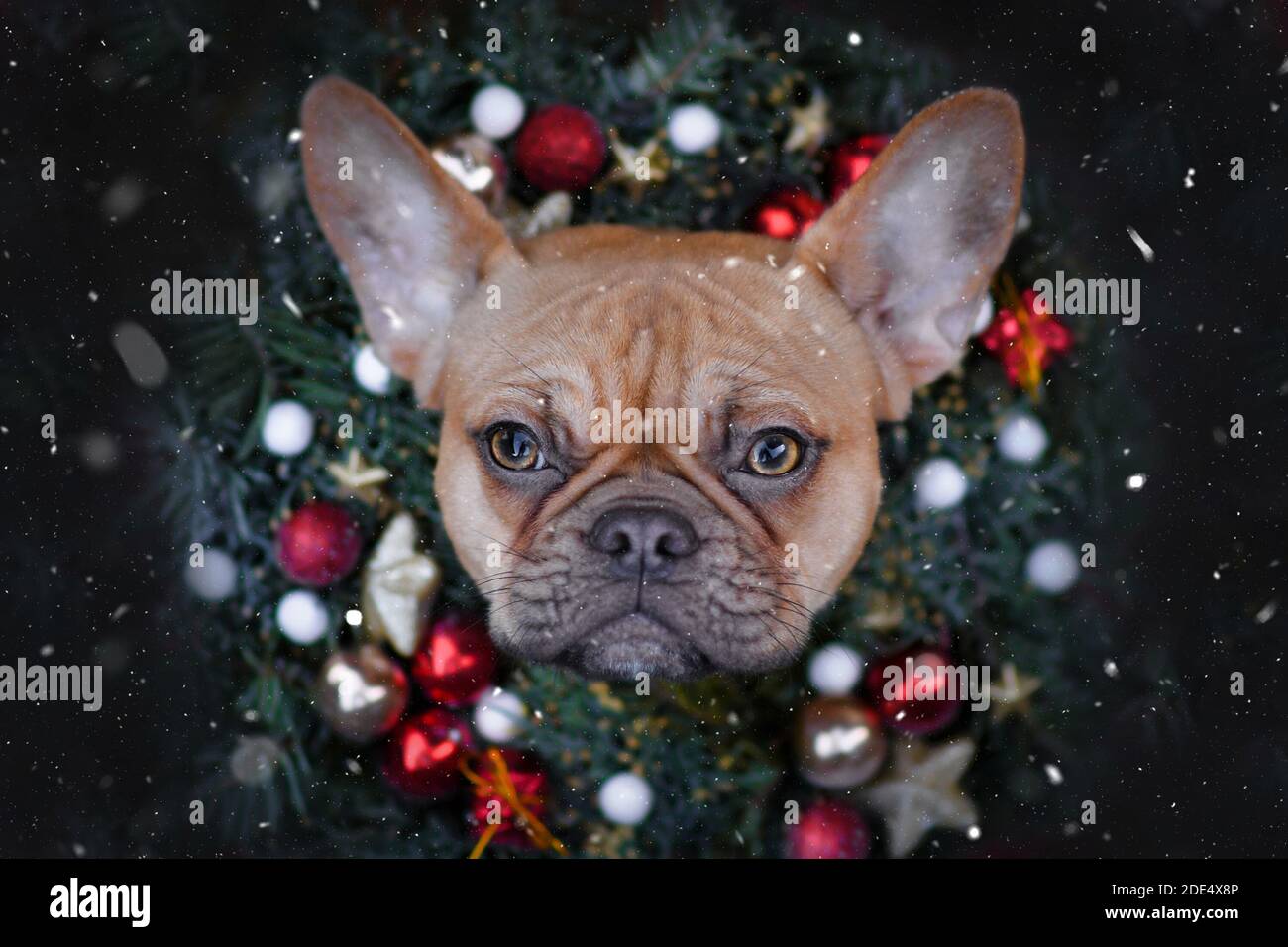 Französische Bulldogge trägt Weihnachtskranz mit Stern und Ball Baum kubelt um den Hals und schaut auf fallenden Schnee Dunkler Hintergrund Stockfoto