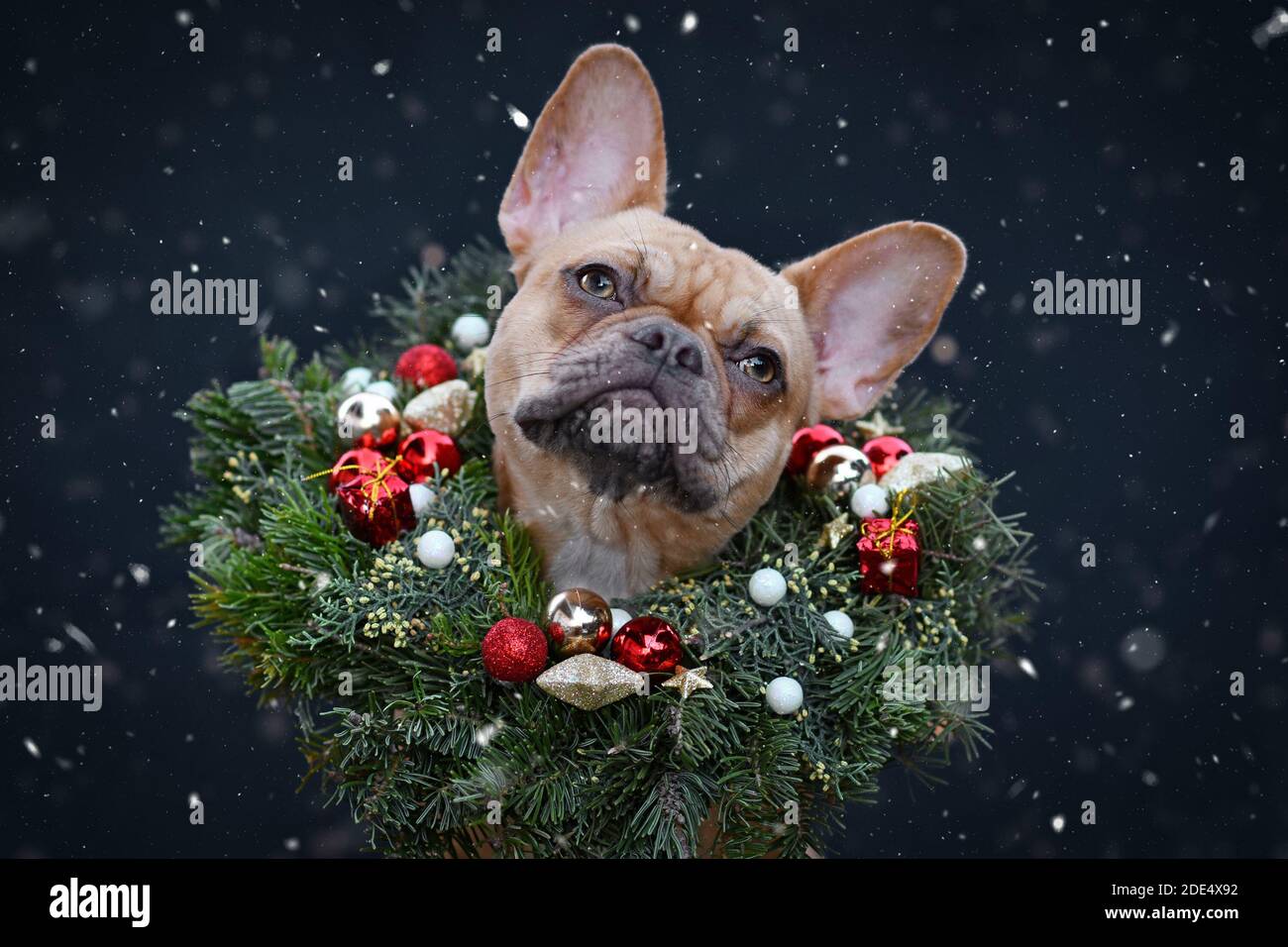 Französische Bulldogge trägt Weihnachtskranz mit Stern und Ball Baum kubelt um den Hals und schaut auf fallenden Schnee Dunkler Hintergrund Stockfoto