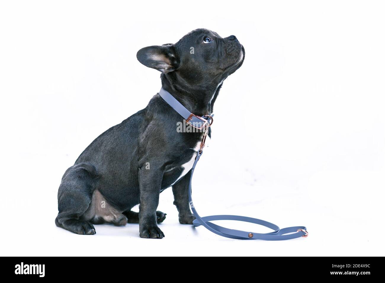 Junge schwarze französische Bulldogge mit langen gesunden Nase tragen Ein blauer Kunstlederkragen und Leine auf Weiß gesetzt Hintergrund Stockfoto