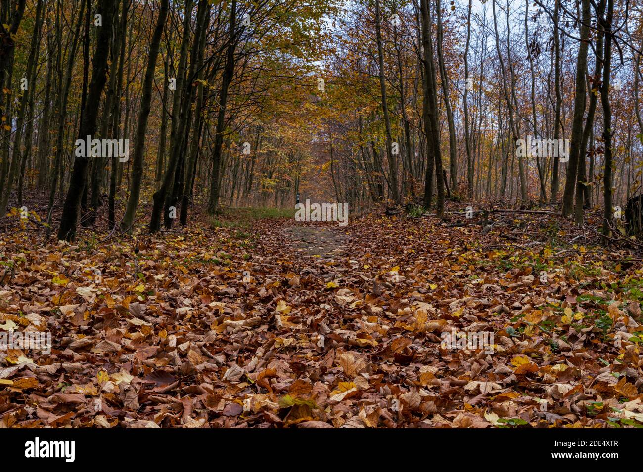 Ein europäischer Buchenwald in Herbstfarben. Bild aus dem Landkreis Scania, Südschweden Stockfoto