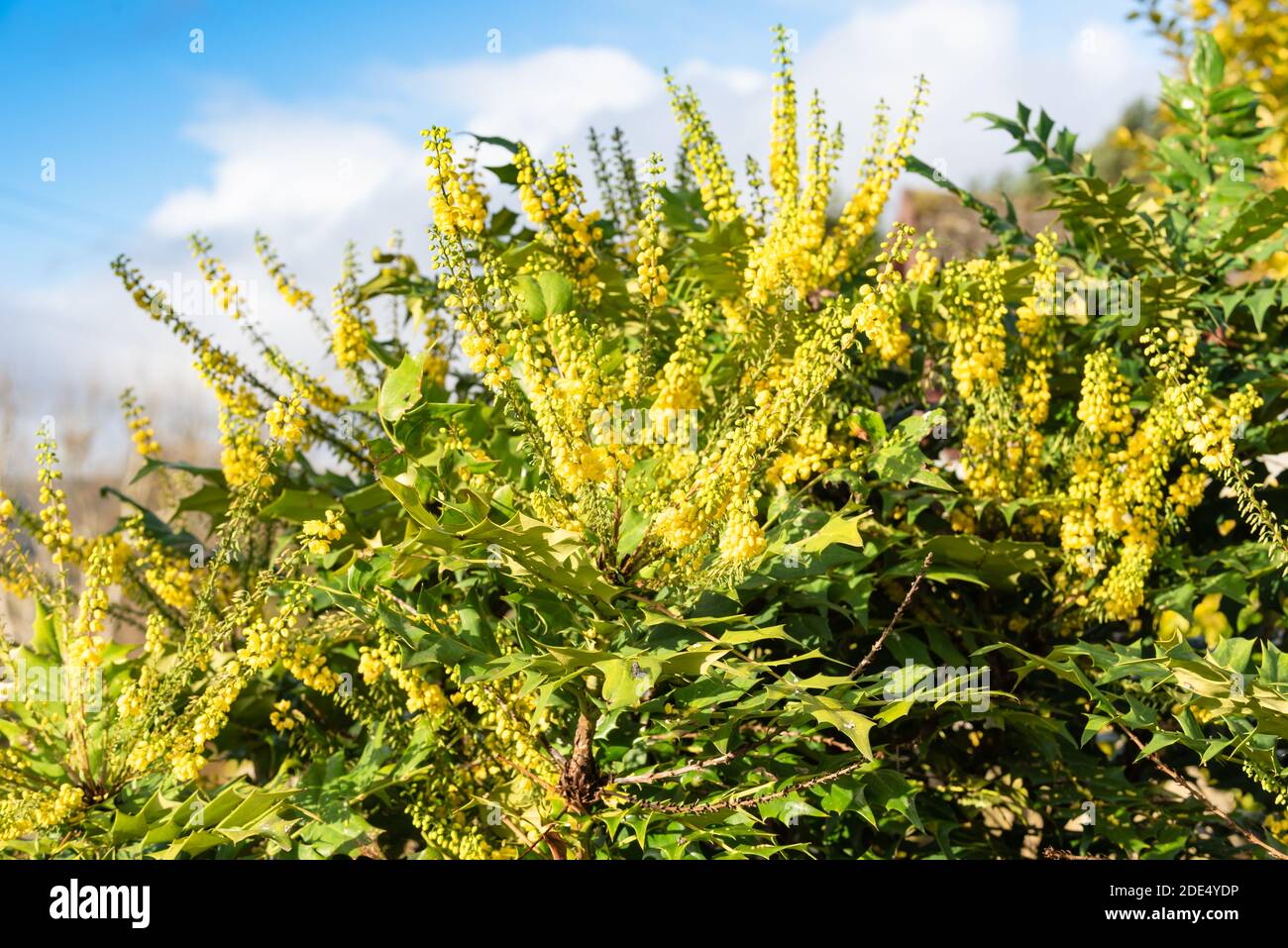 Mahonia x media 'Wintersonne' in Blüte Stockfoto