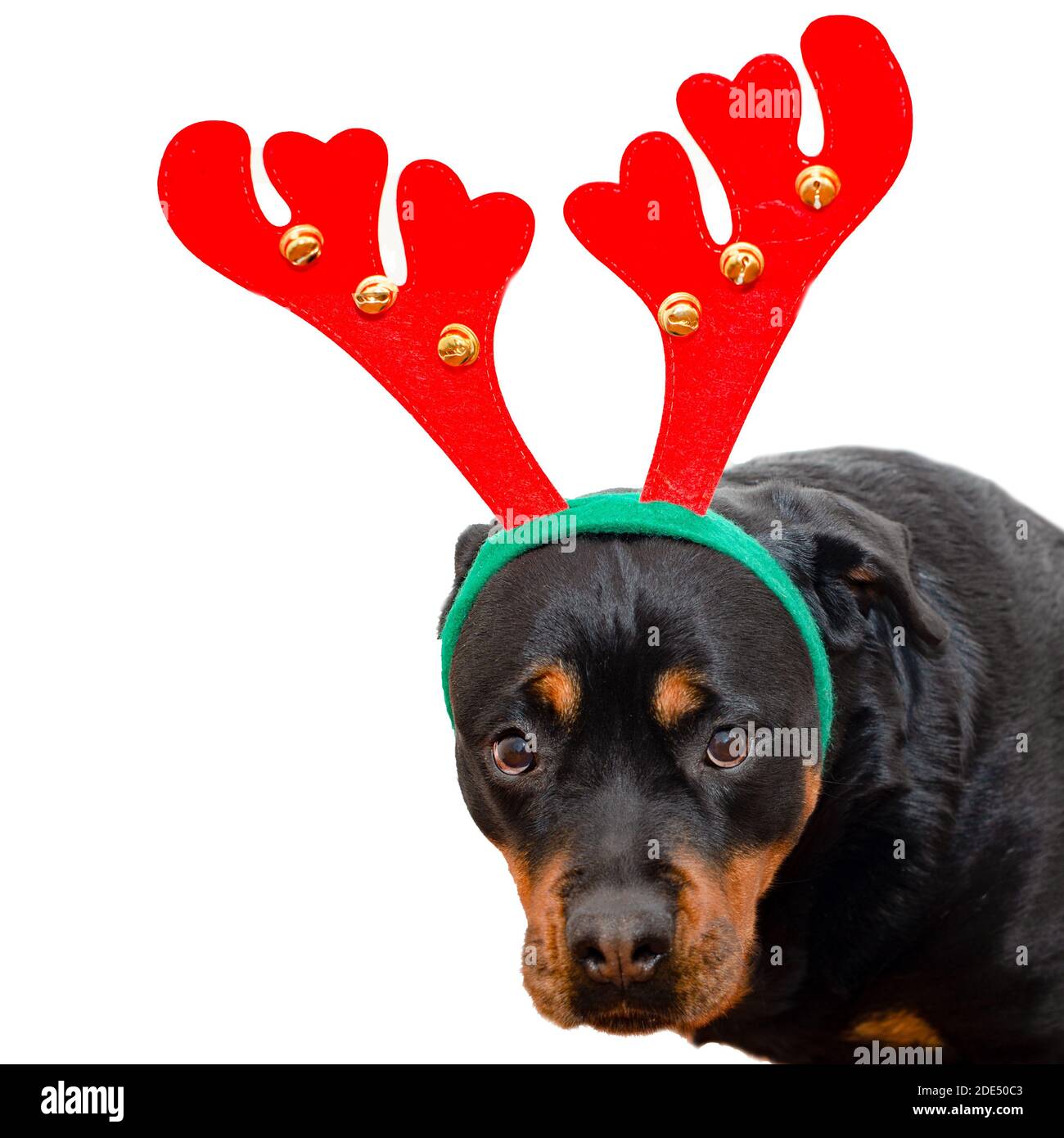 Neujahr und Weihnachtskonzept eines Hirsches mit Hund Tragen Rentier Geweih  Stirnband von einem Rottweiler mit anmutig durchgeführt Hörner und Glocken  an der Luftröhre Stockfotografie - Alamy